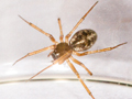 Tenuiphantes tenuis